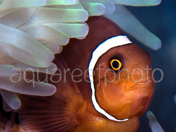 Premnas biaculeatus 01