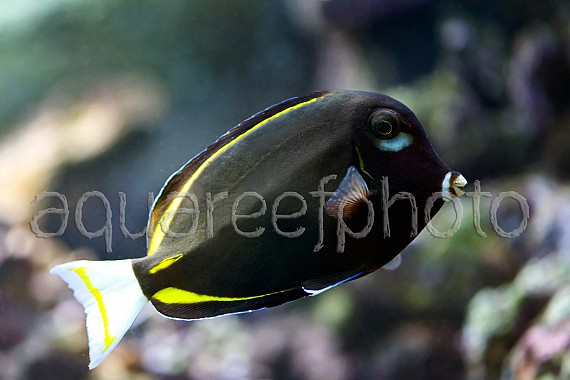 Acanthurus nigricans 01