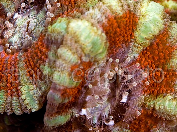 Acanthastrea lordhowensis 03