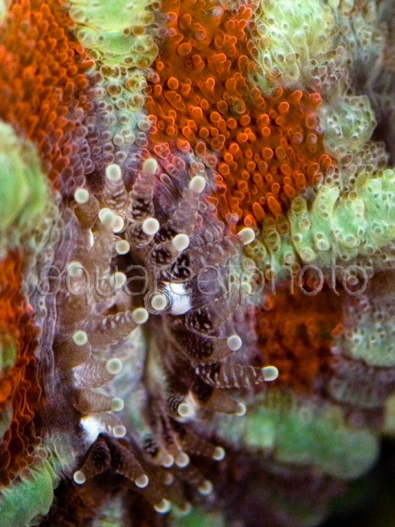 Acanthastrea lordhowensis 02