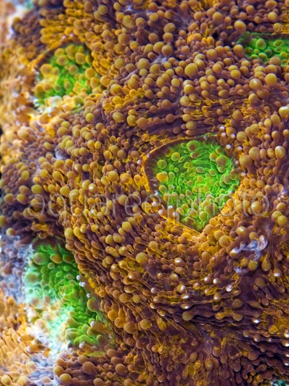 Acanthastrea echinata 02