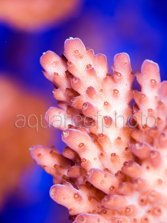 Acropora efflorescens 02
