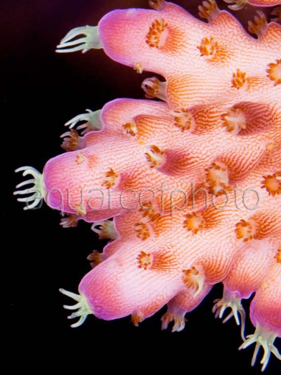 Acropora efflorescens 03