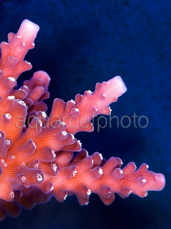 Acropora sp. 01