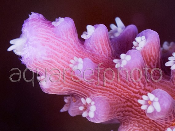Acropora secale 03