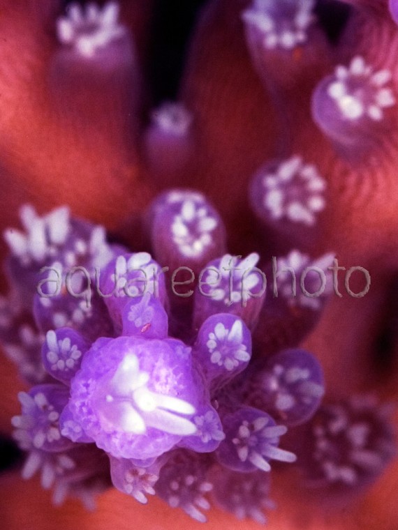 Acropora secale 01
