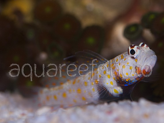Amblyeleotris guttata 03