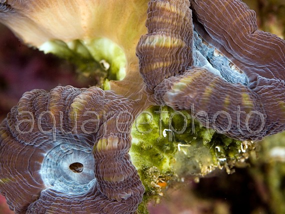 Division de Caulastrea