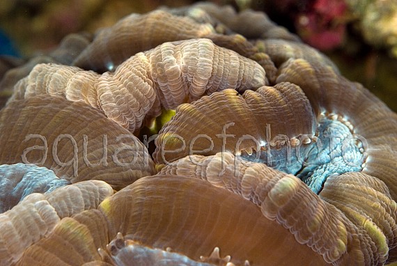 Caulastrea echinulata 03