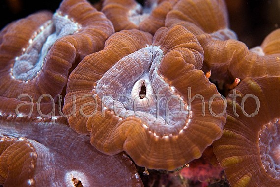 Caulastrea echinulata 02