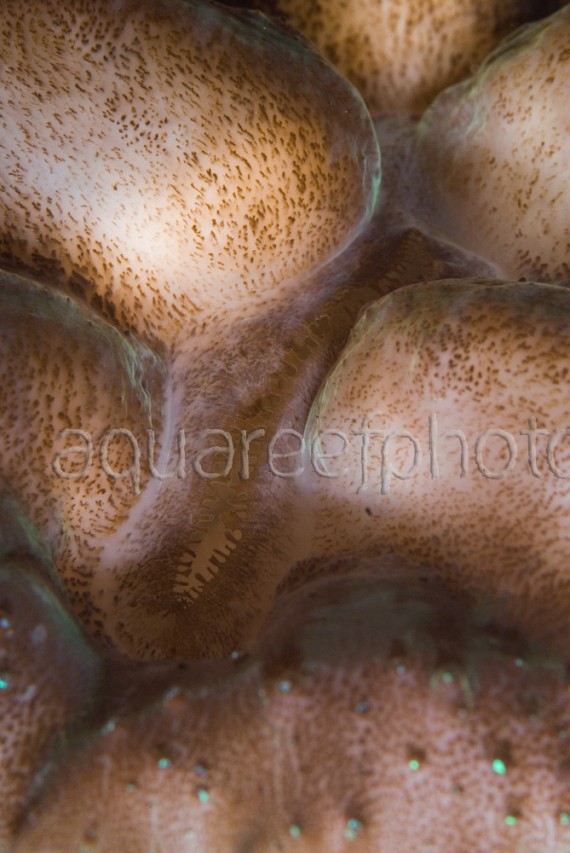 Zooxanthelles 02