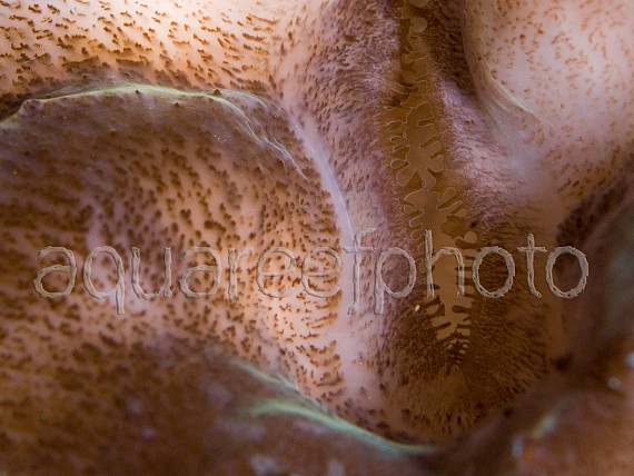 Zooxanthelles 01
