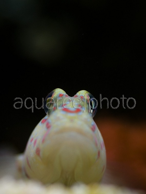 Cryptocentrus leptocephalus 02
