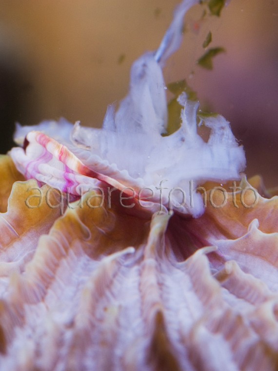 Fungia spinifer 02
