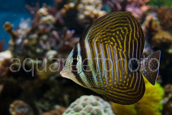 Zebrasoma desjardinii 01