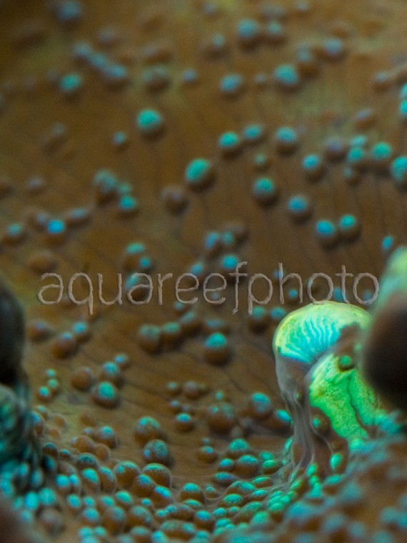 Discosoma 03
