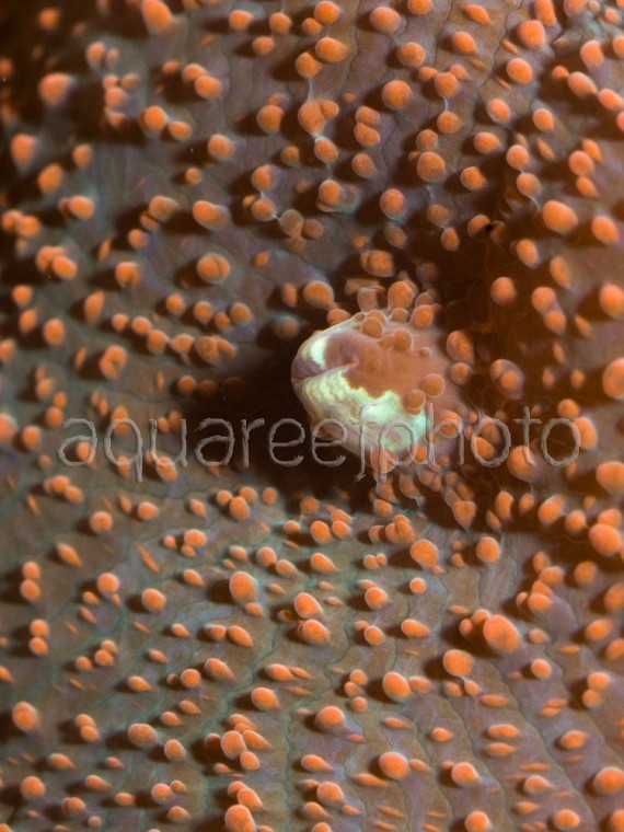 Discosoma 02