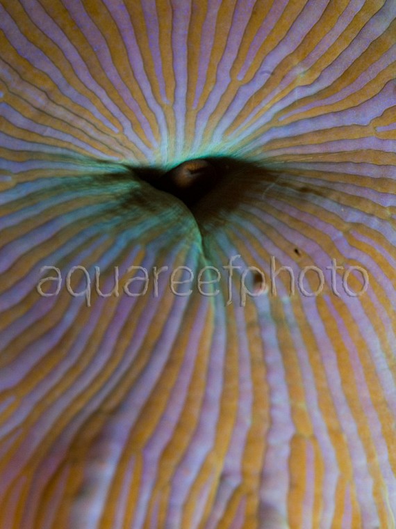 Discosoma 01