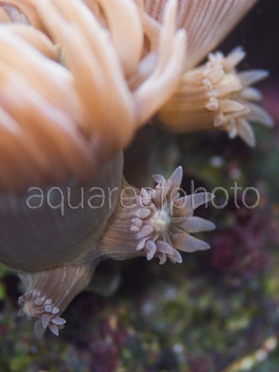 Duncanopsammia 02