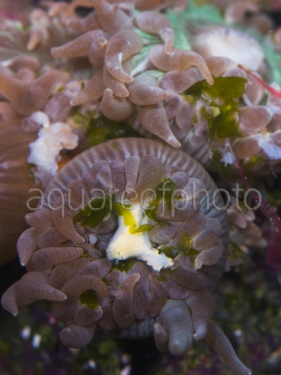 Duncanopsammia 01