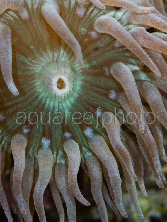 Duncanopsammia 03
