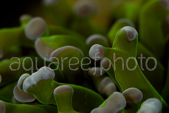 Euphyllia paradivisa 02