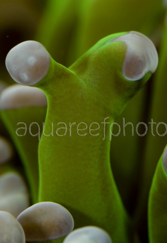 Euphyllia paradivisa 01
