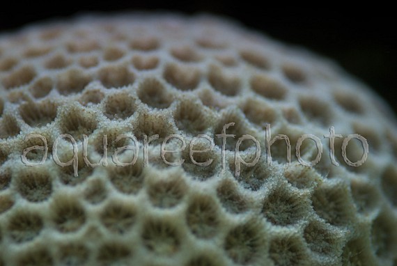 Squelette Goniopora