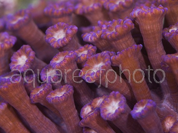 Goniopora 02