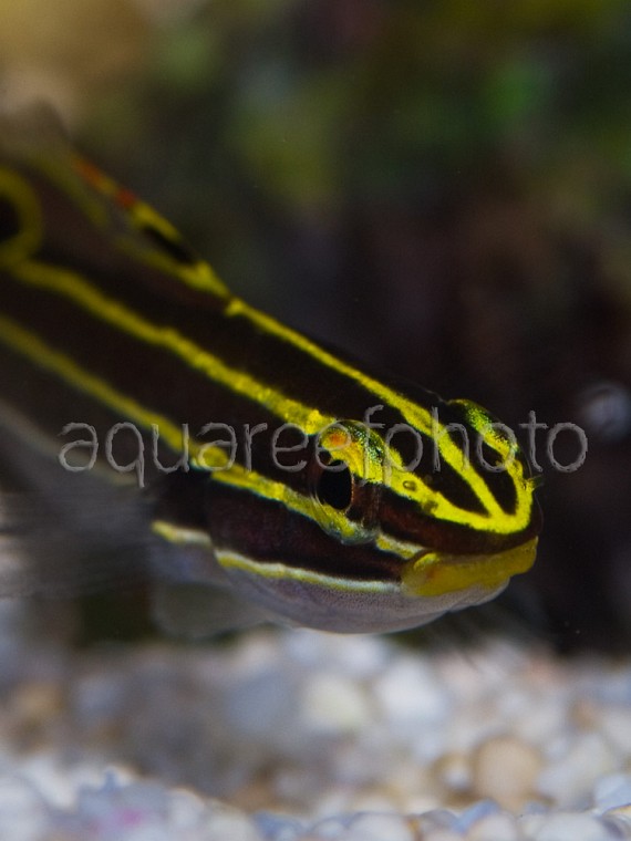 Amblygobius hectori 04