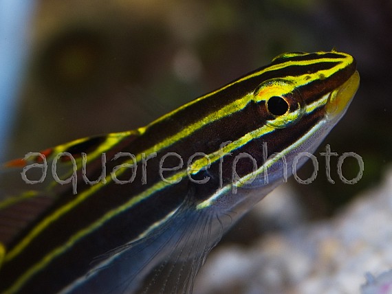 Amblygobius hectori 03