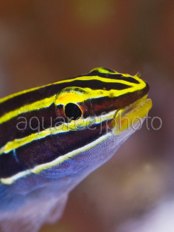 Amblygobius hectori 02