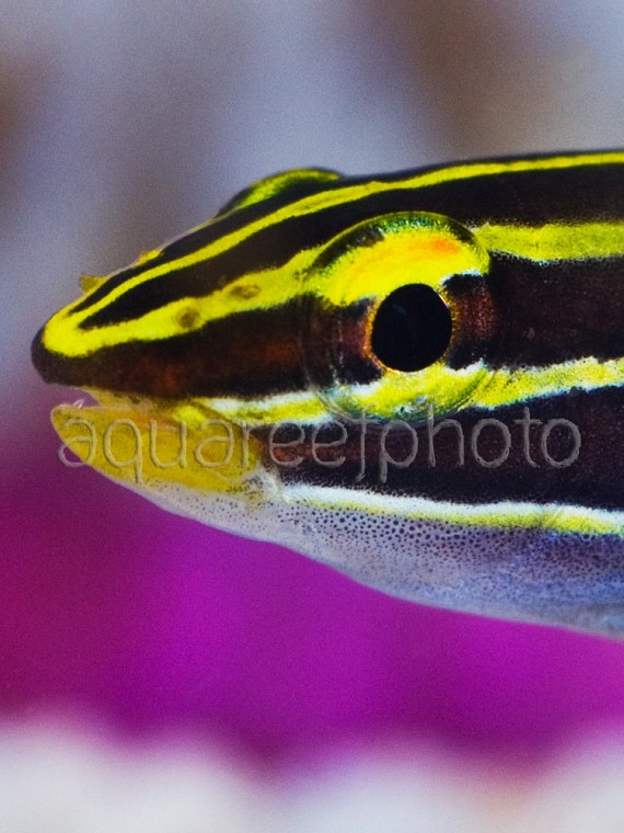 Amblygobius hectori