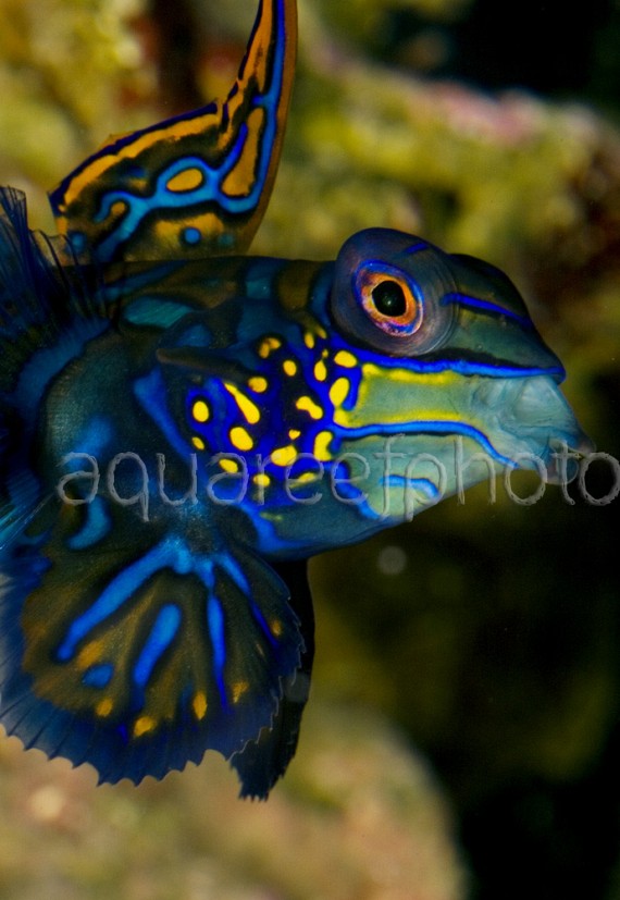 Synchiropus splendidus 09