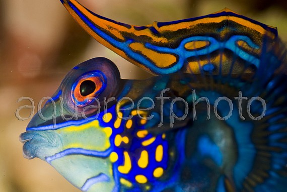 Synchiropus splendidus 07