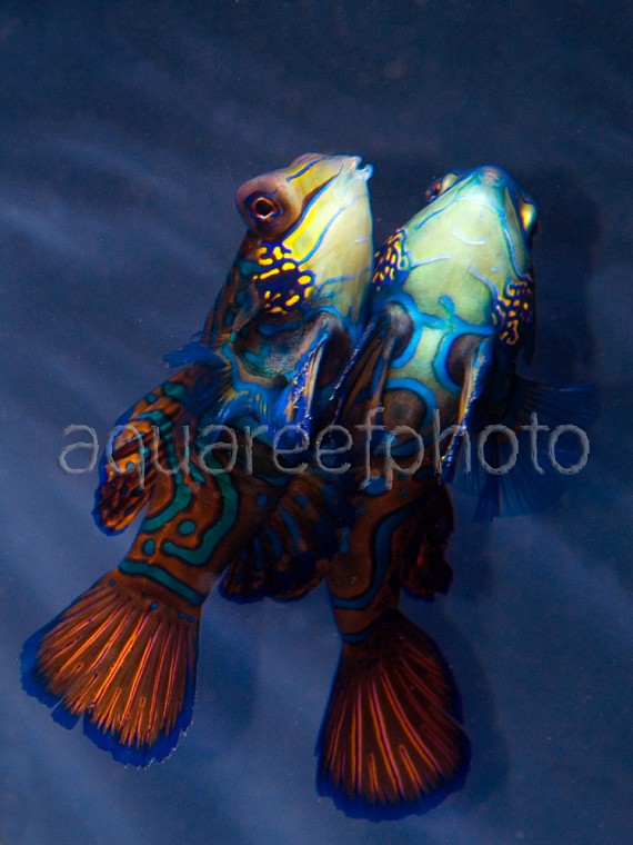 Synchiropus splendidus 06
