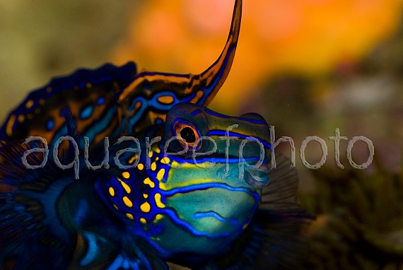 Synchiropus splendidus 11