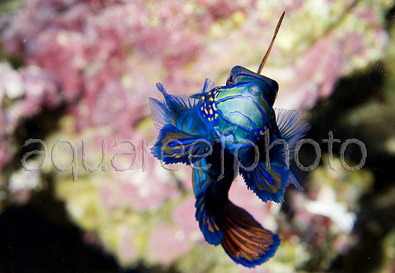 Synchiropus splendidus 13