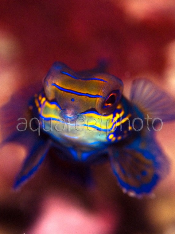 Synchiropus splendidus 10