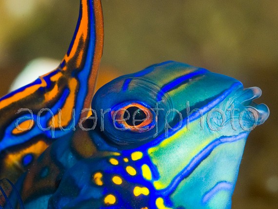 Synchiropus splendidus 05