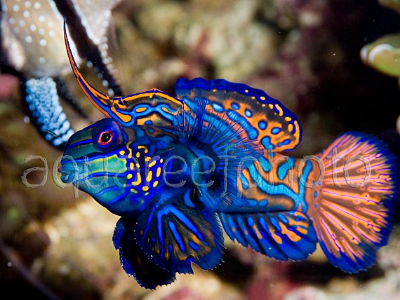 Synchiropus splendidus 04
