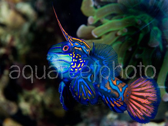 Synchiropus splendidus 03