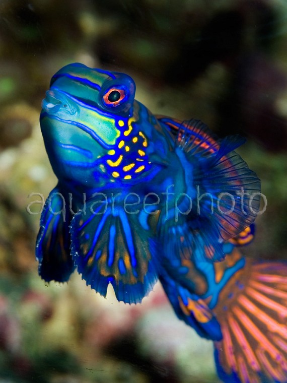 Synchiropus splendidus 02