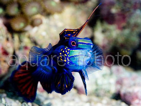 Synchiropus splendidus 08