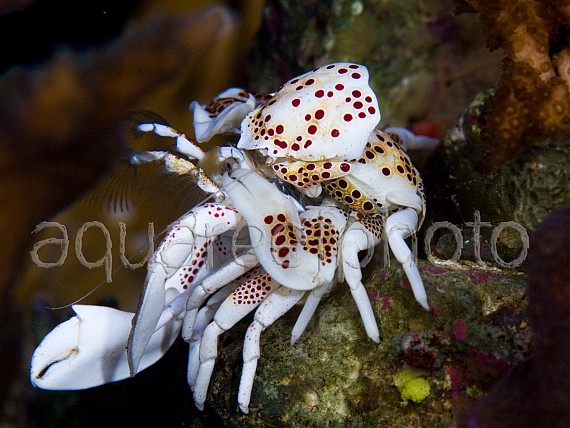 Mue Neopetrolisthes 03