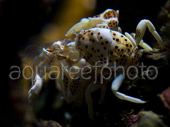 Mue Neopetrolisthes 02