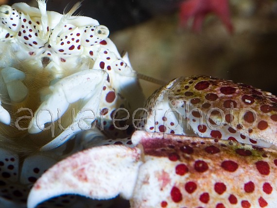 Mue Neopetrolisthes 01