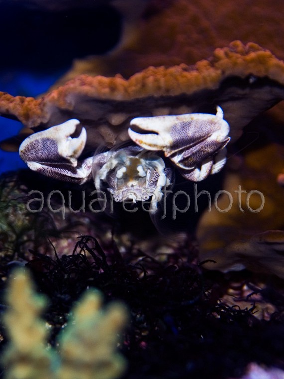 Neopetrolisthes maculatus 05