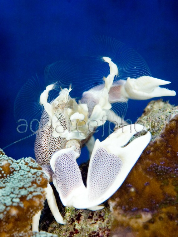 Neopetrolisthes maculatus 03