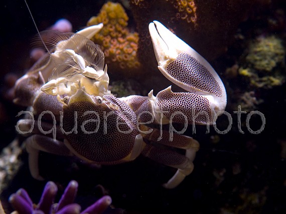 Neopetrolisthes 01